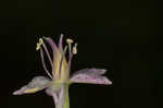 Osceola's plume <BR>Death camas <BR>Crow poison